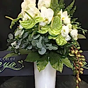 FCE03 Yeşil&Beyazdaki Sırlar